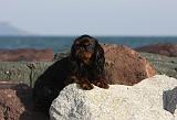 KING CHARLES SPANIEL 053